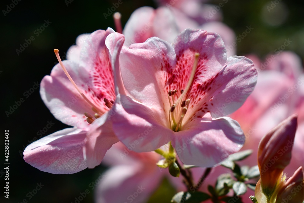 Pink Azalea 