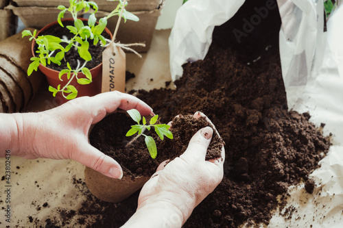 фотографія Gardener hands transplanting young tomatoes seedlings sprouts in peat pots soil