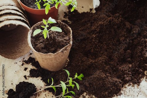 Billede på lærred Planting tomatoes seedlings sprouts in peat pots soil