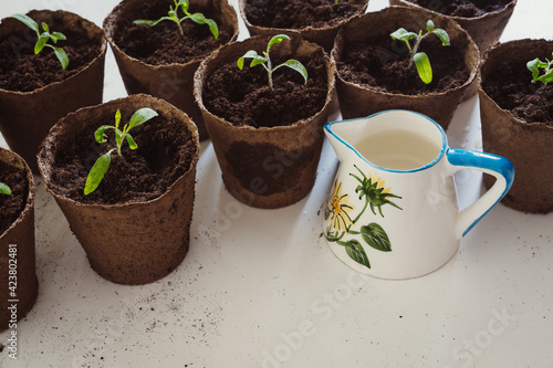 Transplanted young tomatoes seedlings sprouts in peat pots soil and watering jug. Organic cultivation of vegetables, green gardening. Healthy lifestyle concepts.