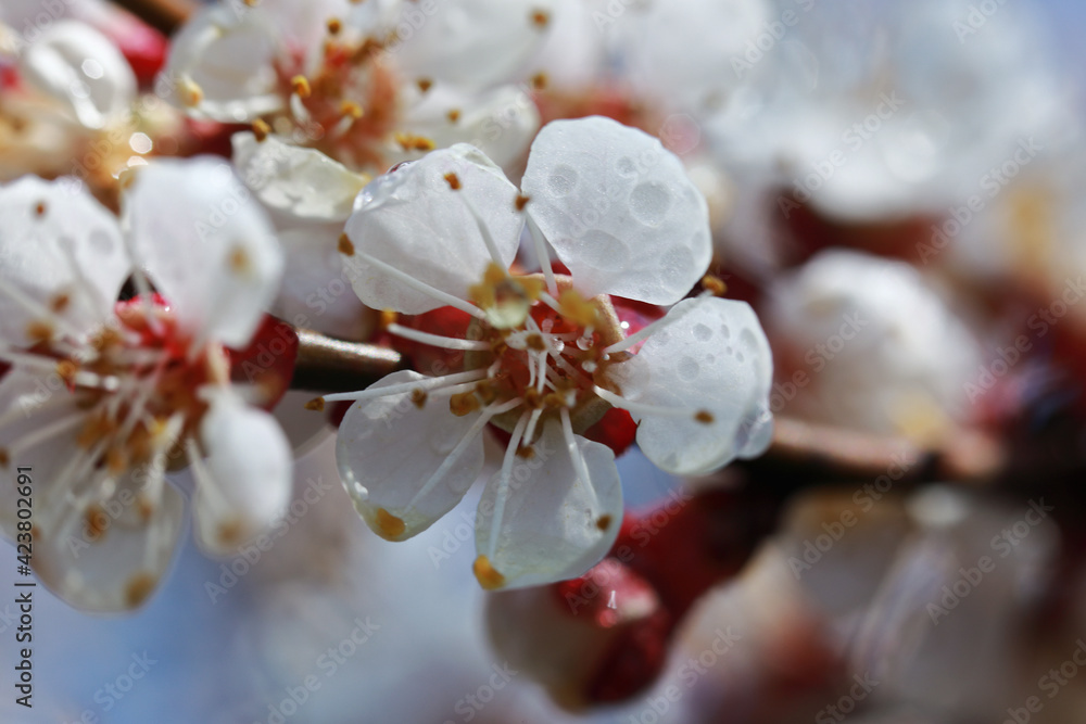 apricot flowers in spring on a tree apricot flowers in spring on a tree
