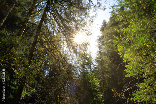 sun shining through trees