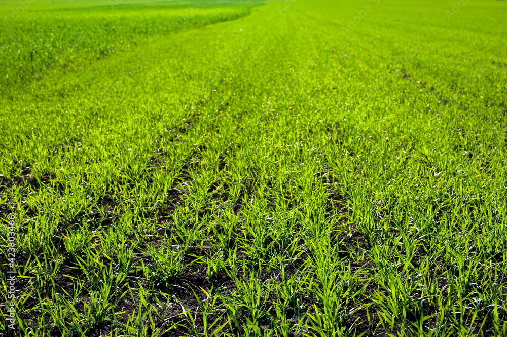 rows vegetation sprouts wheat or rye, field of green young grass with furrows in the ground