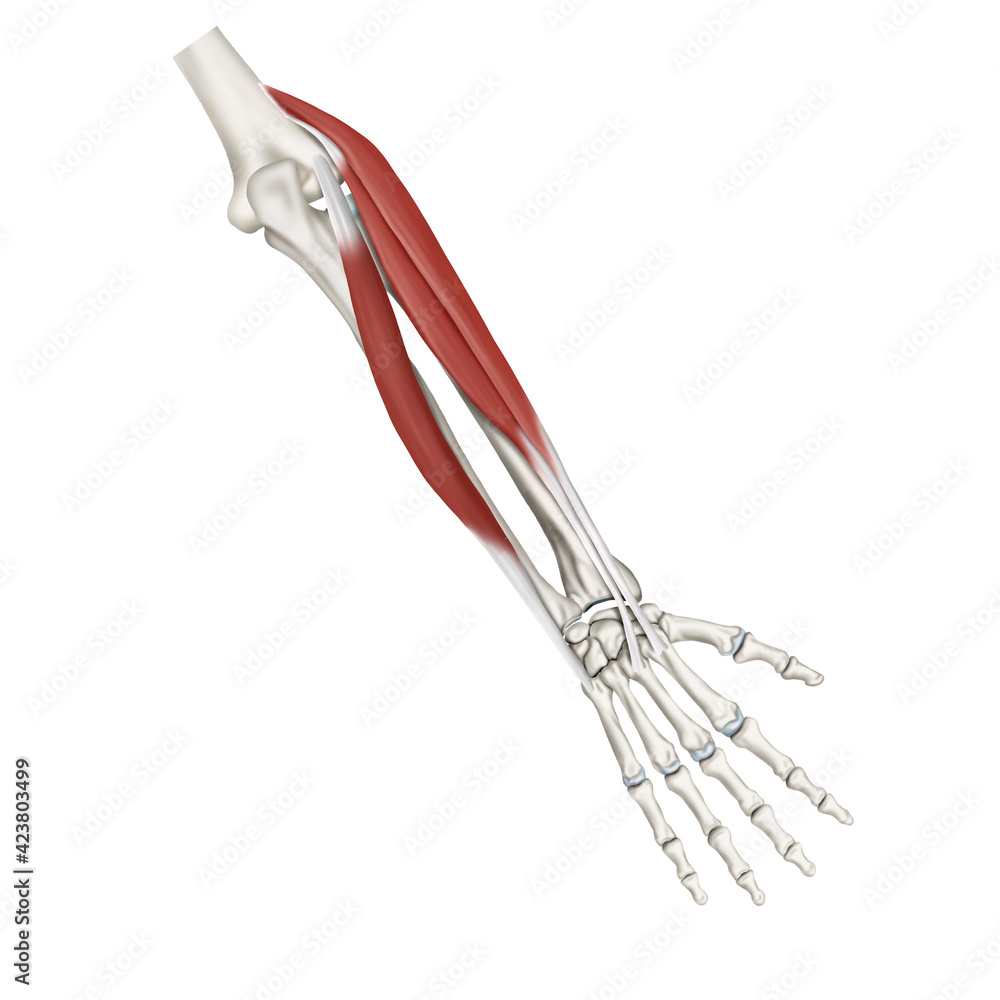 수근신근 근육 메디컬일러스트 수근신근 근육 메디컬일러스트