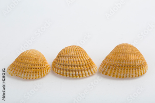 beautiful seashells isolated on a white background in a row