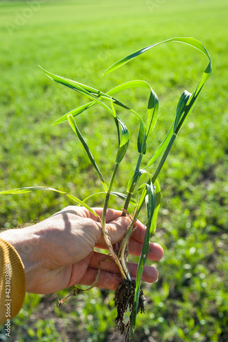 wheat sprouts in the hands of an agronomist, review of the growing season of the bush photo