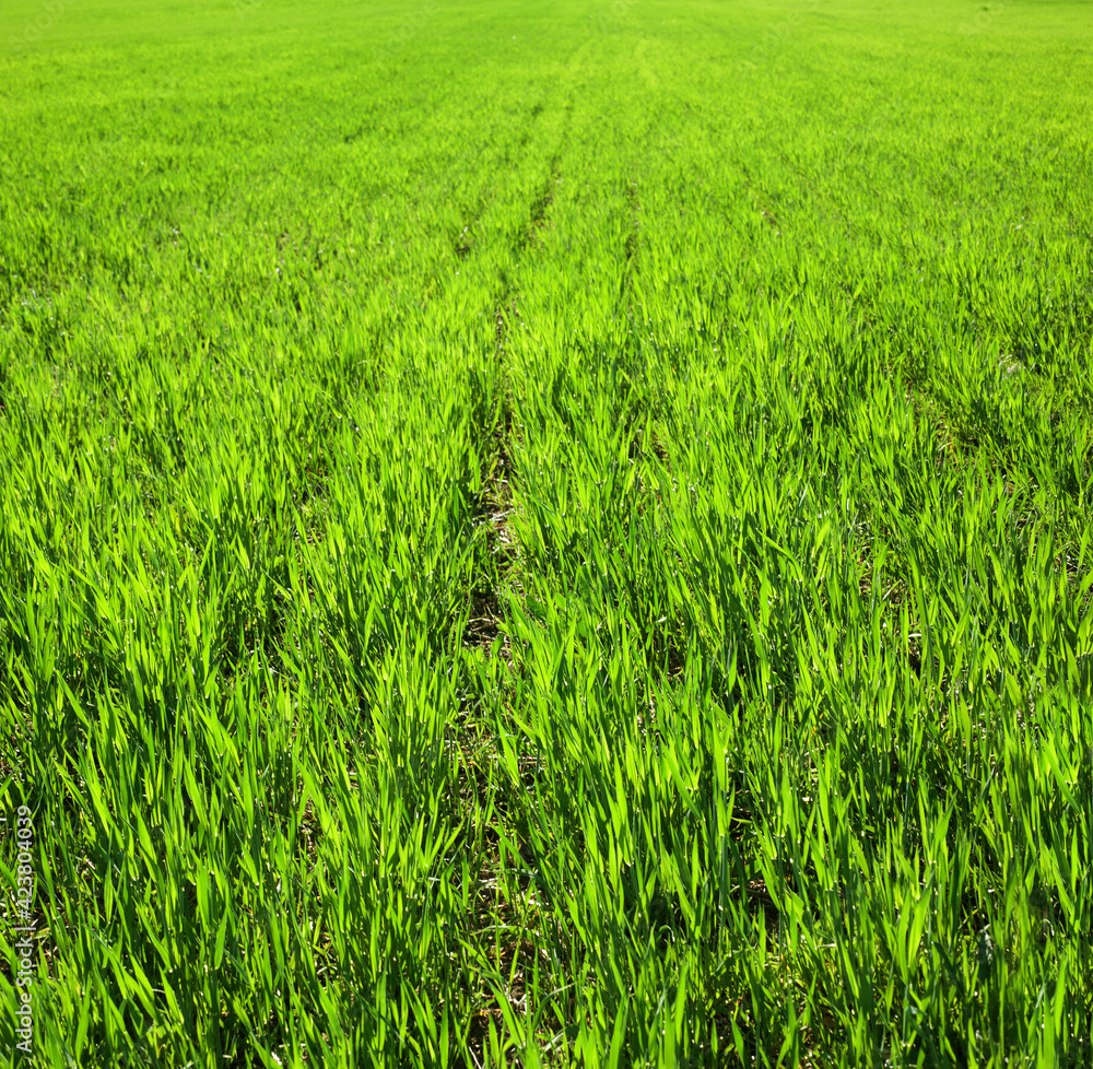 rows, fragment of field with wheat in spring, sunlit leaves rows, fragment of field with wheat in spring, sunlit leaves