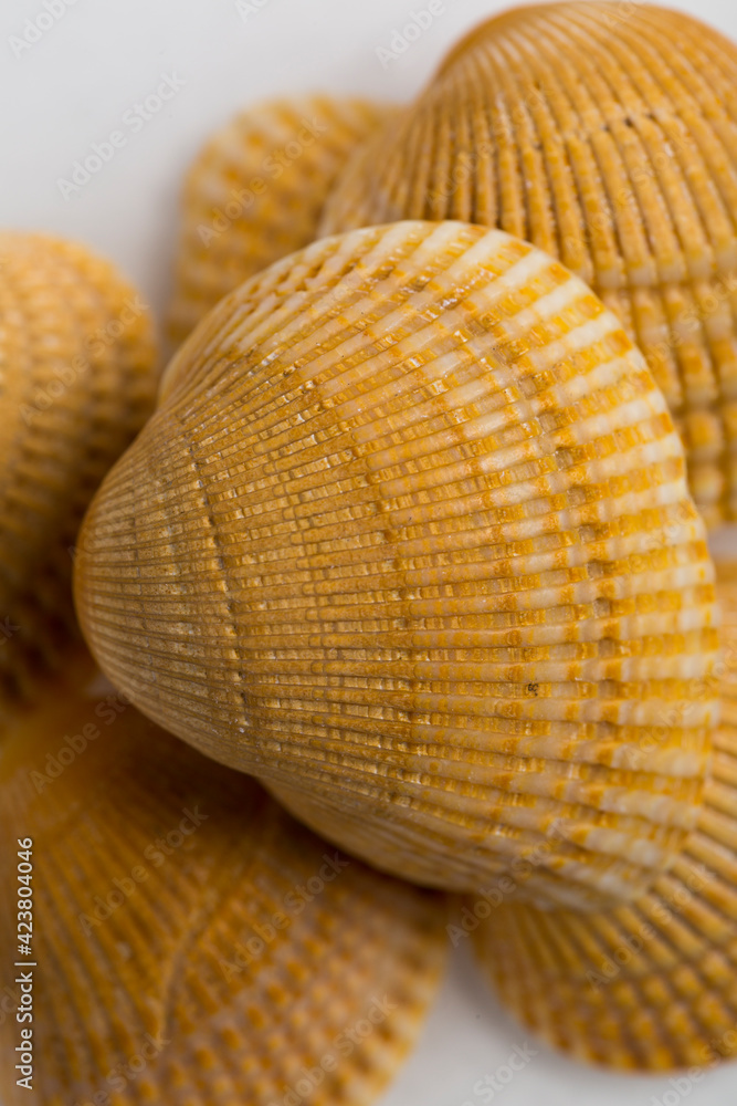 beautiful seashells isolated on a white background beautiful seashells isolated on a white background