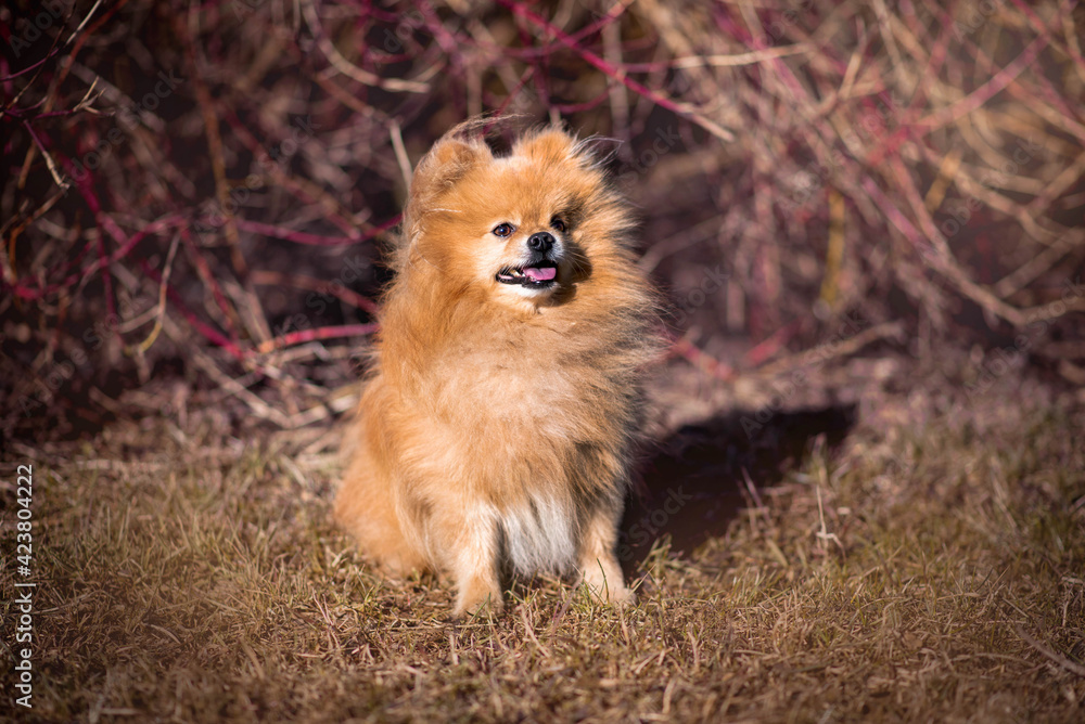 Obraz premium Pomeranian