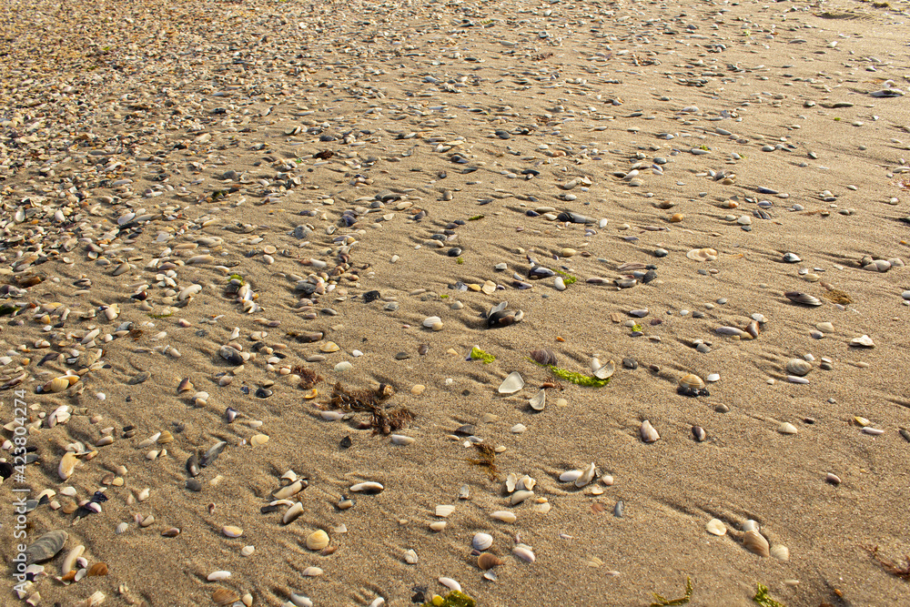 shells on summer sandy beach Black sea tourism and travel concept shells on summer sandy beach Black sea tourism and travel concept