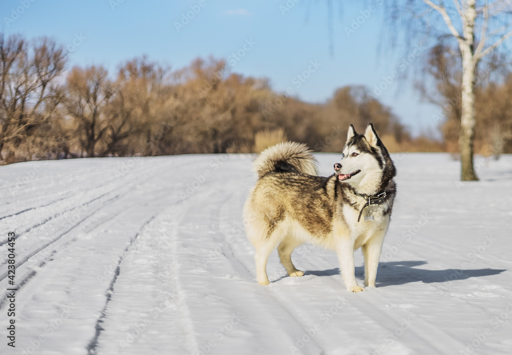 Naklejka premium Siberian husky in winter