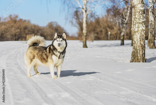 Siberian husky in winter © Наталья Стукалова