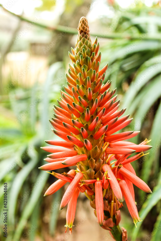 Aloe arborescens plant in the garden Aloe arborescens plant in the garden