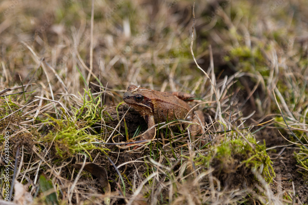 Close-up of a frog in the grass