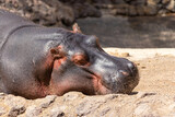 Sleeping hippopotamus. Resting hippo. Big animal in Zoo. 