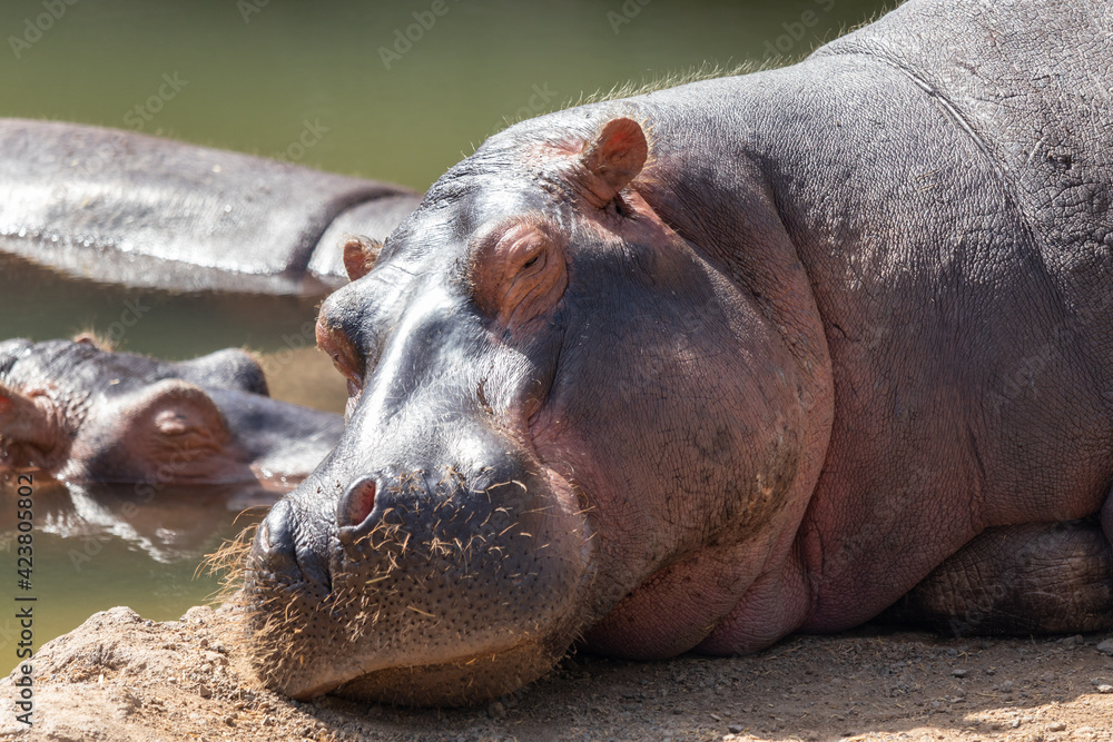 Sleeping hippopotamus. Resting hippo. Big animal in Zoo. Hippos near water. Sleeping hippopotamus. Resting hippo. Big animal in Zoo. Hippos near water.