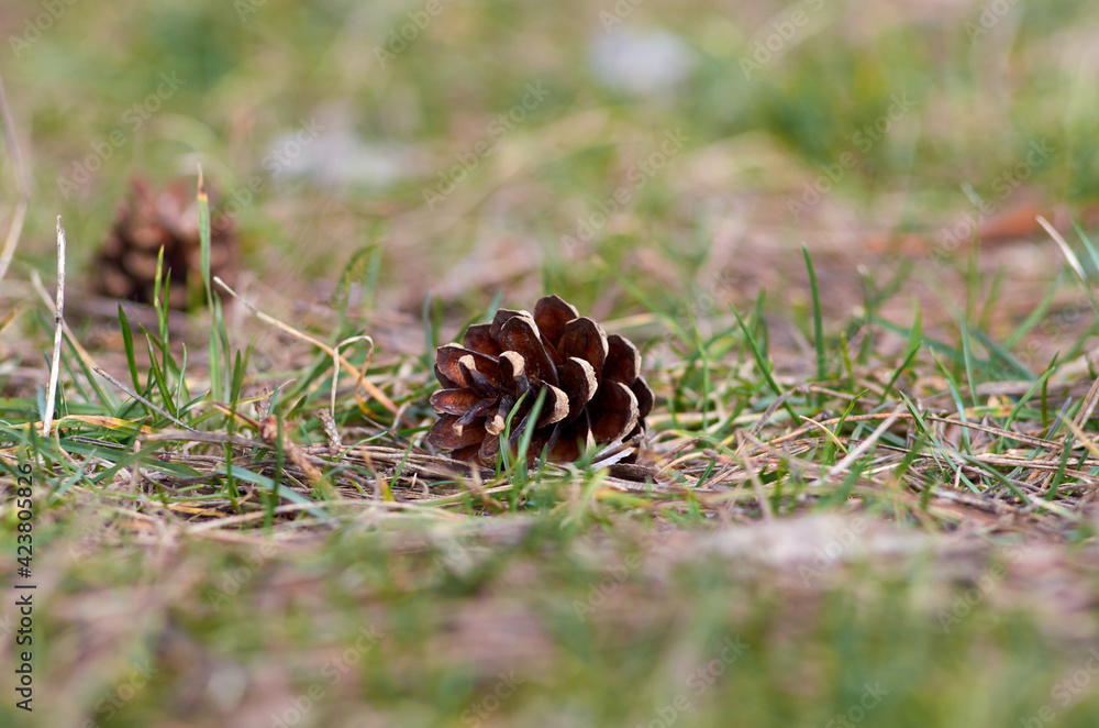Pine cones on the grass in March Pine cones on the grass in March
