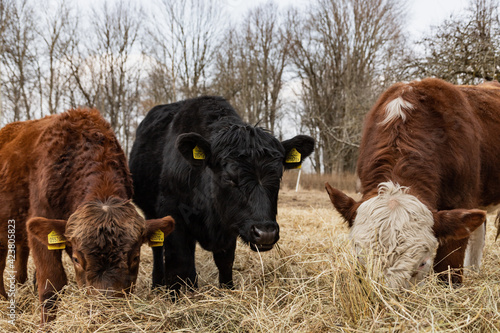 three bulls on the farm