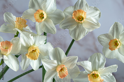 Close-up of white Narcissus flowers .Beautiful Daffodils.