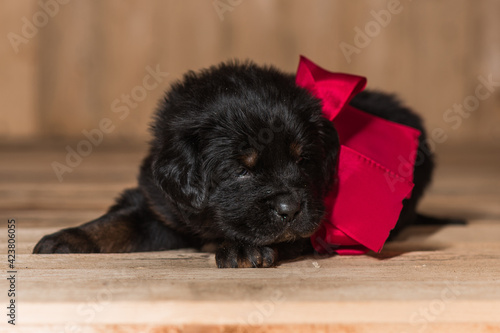 Tibetan Mastiff puppy with red ribbon