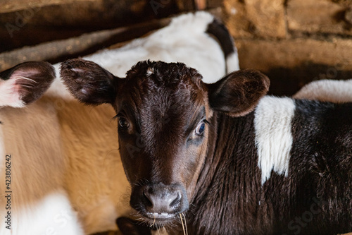 Close-up portrait of a young calf