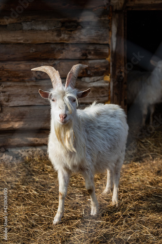 Portrait of a goat on a farm