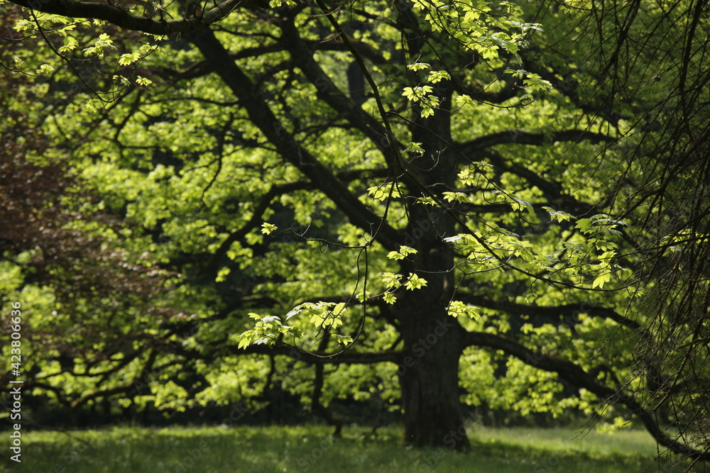 Tree in the park