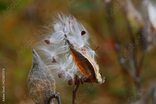 milkweed pod © Susan