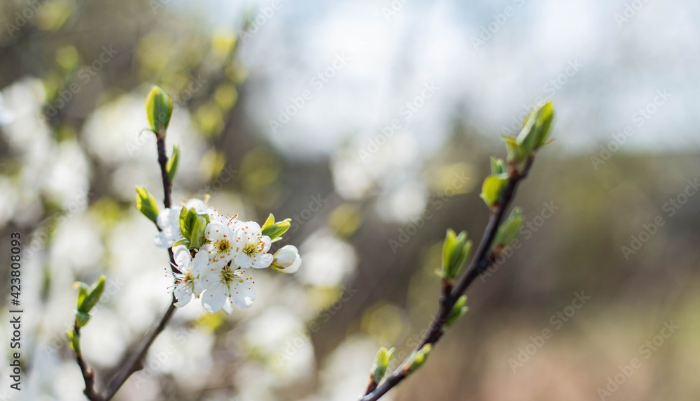 Blossoming tree branches, white flowers of cherry tree, spring blossom in sunny morning closeup Blossoming tree branches, white flowers of cherry tree, spring blossom in sunny morning closeup