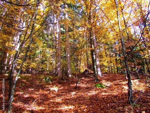 Photos Mixed conifer and broadleaf forest in vibrant yellow, orange and red autumn colo
