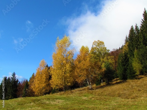 Birch trees in yellow autumn colors on a meadow and a forest behind in Slovenia