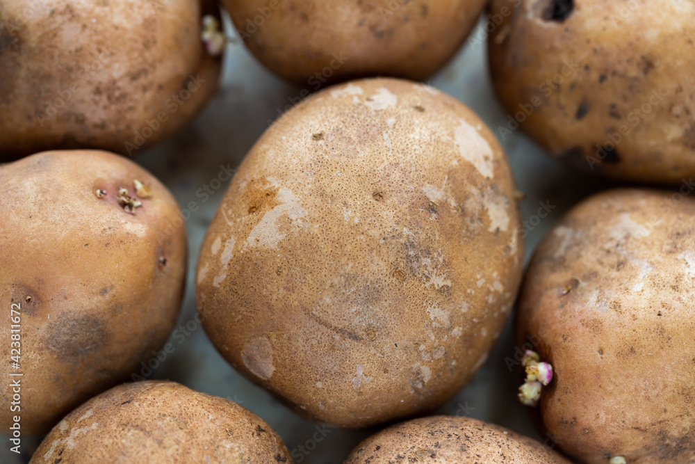 A few organic potatoes on the table. Made in natural light, soft shadows. A few organic potatoes on the table. Made in natural light, soft shadows.