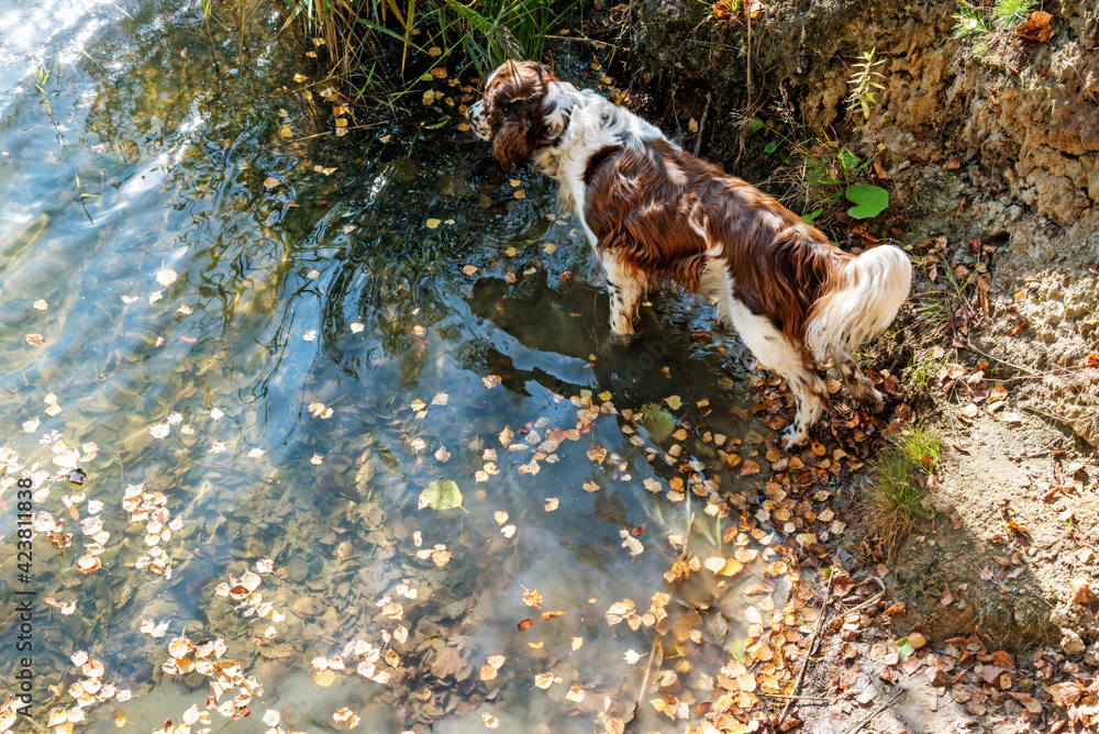 Cute dog standing near lake water Cute dog standing near lake water