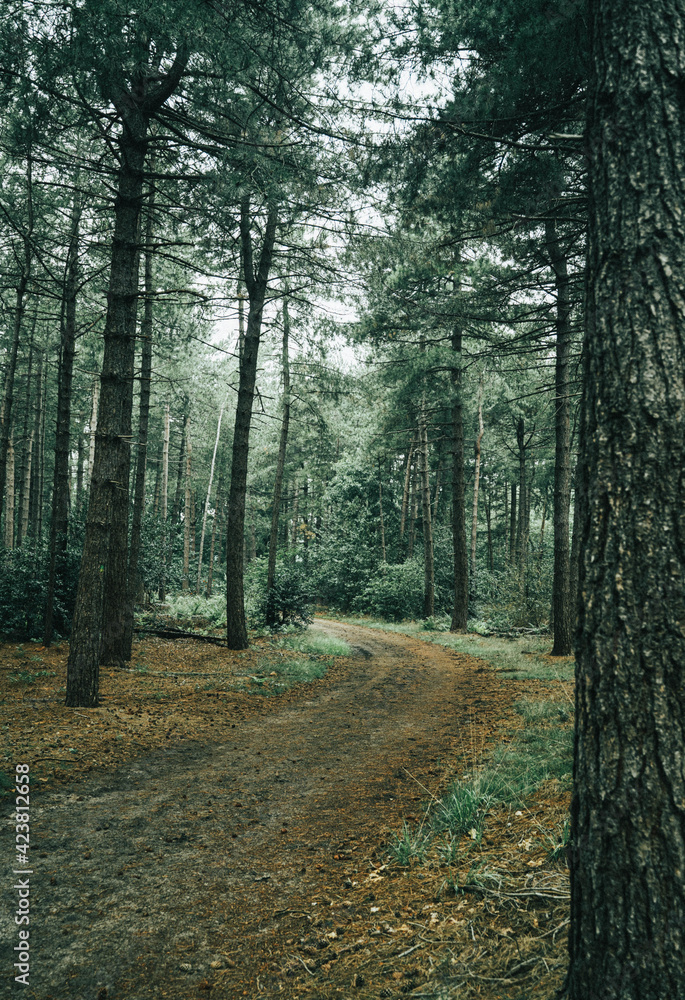 path in the forest