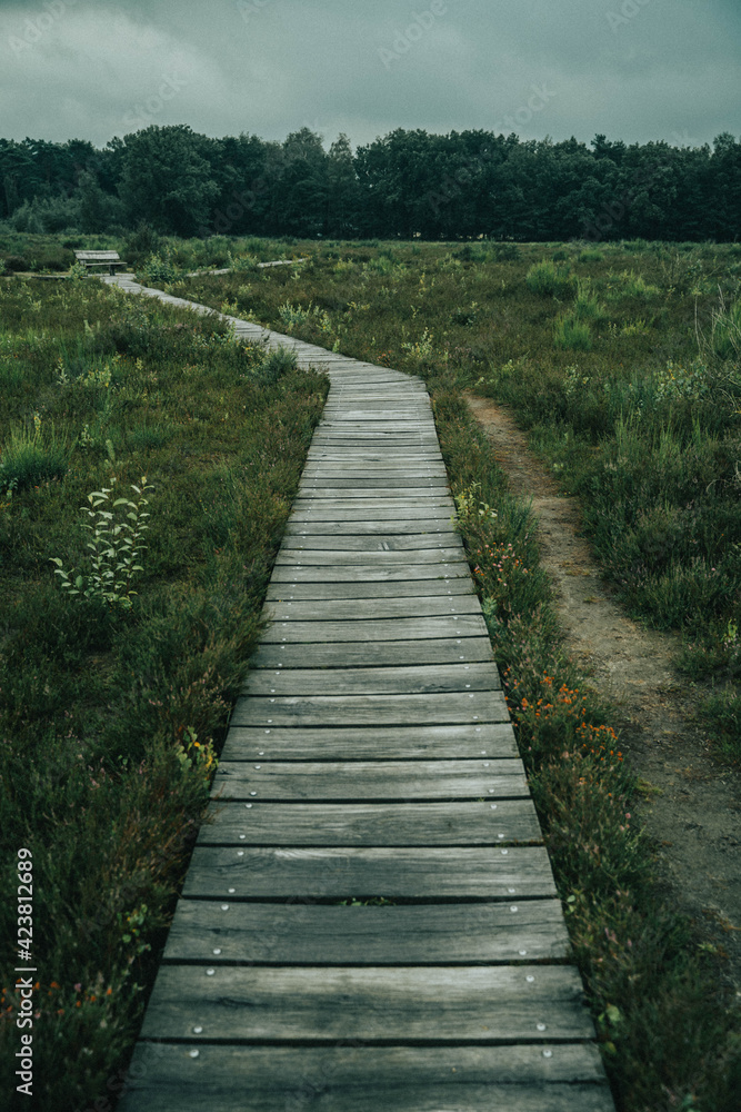 Fototapeta premium wooden bridge in the forest