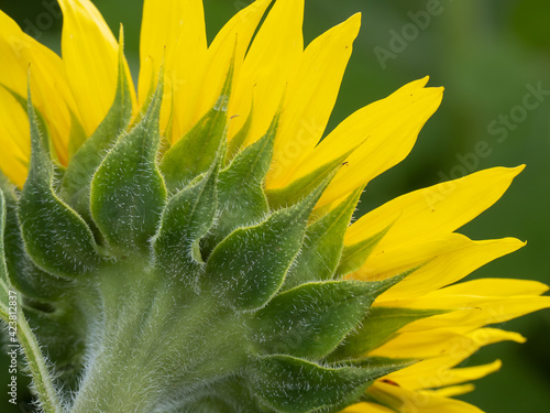 фотографія Backlit view of underside of yellow sunflower