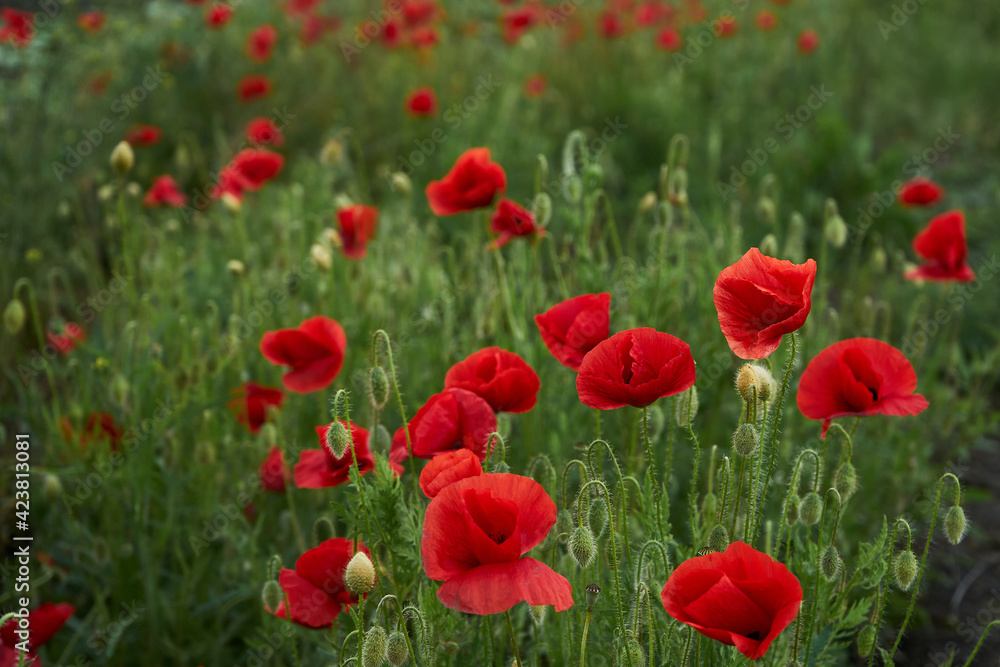 Blooming red poppies in the field