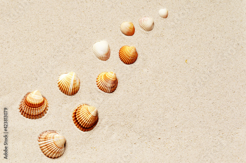 Seashells pattern on the sandy beach. Summer background.