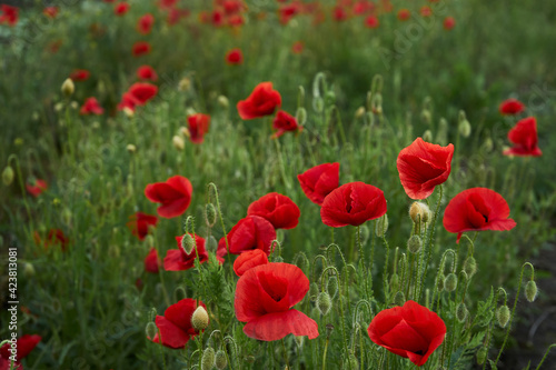Blooming red poppies in the field © Olha Dokalenko