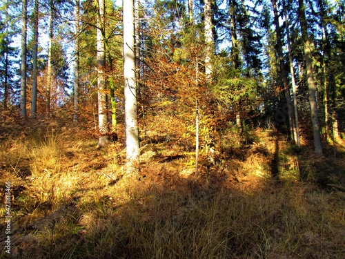 Mixed conifer and broadleaf forest in autumn and sunlight shining on the ground covered in dry grass © kato08