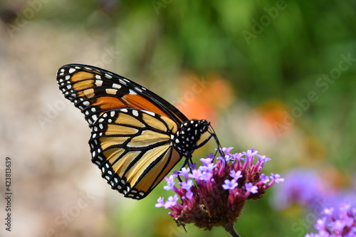 Monarch butterfly © Roger