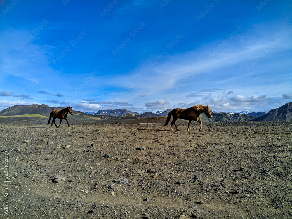 Icelandic wild horses in Landmannalaugar, Fjallabak Nature Reserve, Iceland, Europe