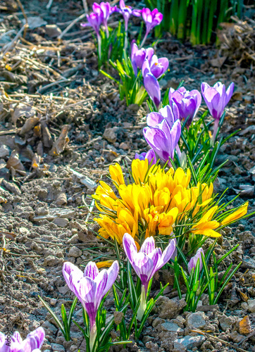 Первые весение цветы   first spring flowers