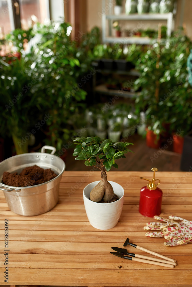 High angle view of bonsai looking adenium or desert rose plant in white pot and tools for gardening, transplanting on the table High angle view of bonsai looking adenium or desert rose plant in white pot and tools for gardening, transplanting on the table