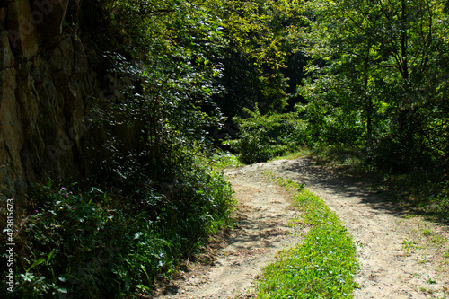 a picture of an forest hiking trail