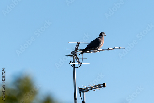 Wood pigeon perching on top of a TV aerial
