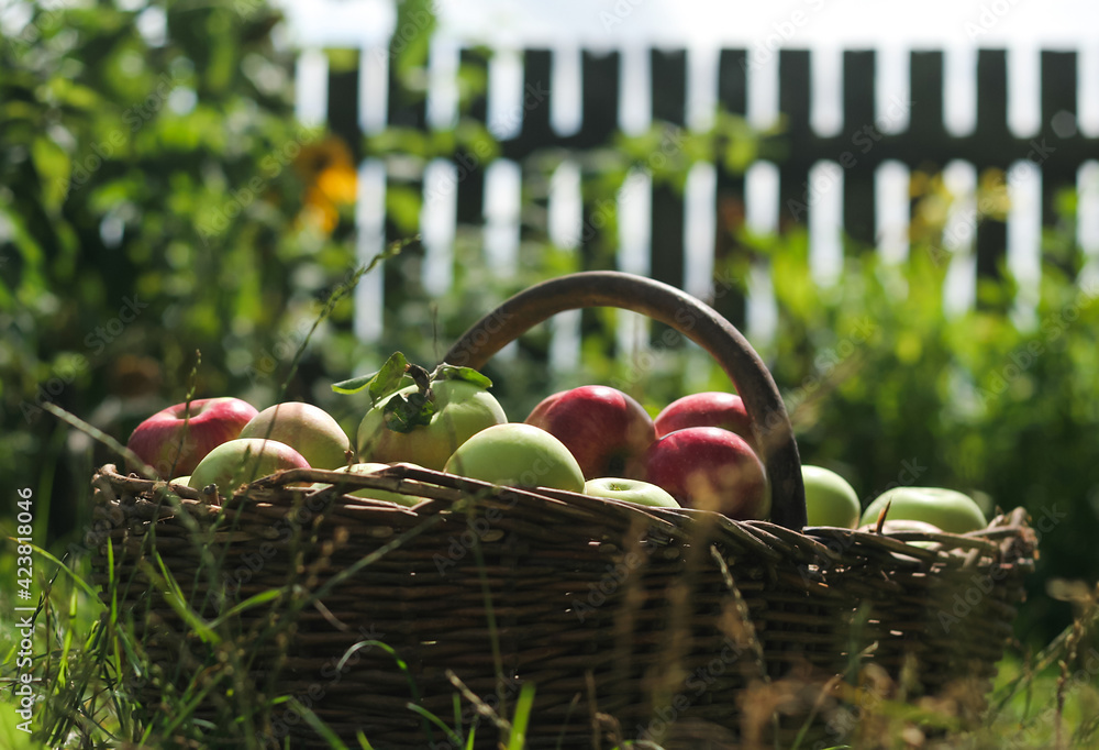 kosz dojrzałych owoców w wiejskim ogrodzie - obrazy, fototapety, plakaty 