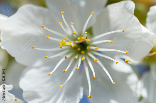 pięknie kwitnący biały kwiat czereśni 
