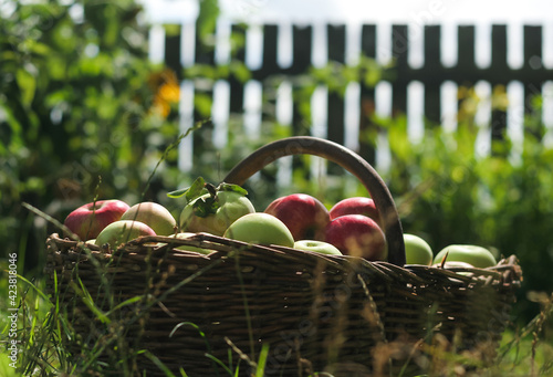 Panel kuchenny z motywem kosz dojrzałych owoców w wiejskim ogrodzie