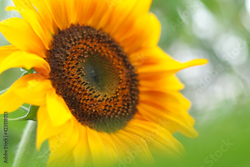 kwiat słonecznika w letnim wiejskim ogrodzie
